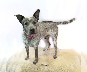 Mutt Dogs for adoption in Hot Springs Village, AR, USA