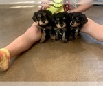 Small Photo #2 Cavapoo-Yorkshire Terrier Mix Puppy For Sale in EL RENO, OK, USA