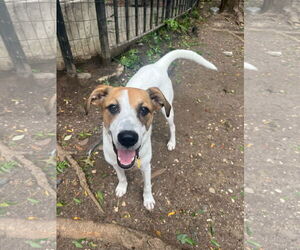 Jack Russell Terrier-Parson Russell Terrier Mix Dogs for adoption in New York, NY, USA