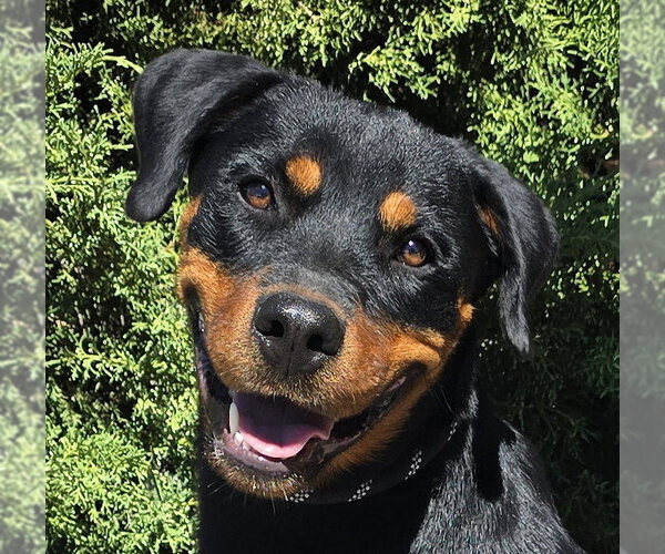 Medium Photo #1 Rottweiler Puppy For Sale in Albuquerque, NM, USA