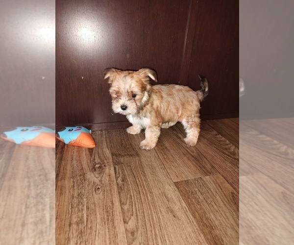 Medium Photo #9 Yorkshire Terrier Puppy For Sale in LAPEER, MI, USA