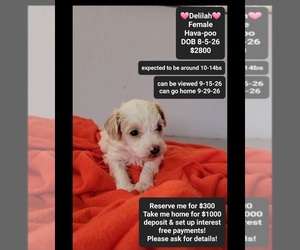 Havapoo Puppy for sale in TUCSON, AZ, USA