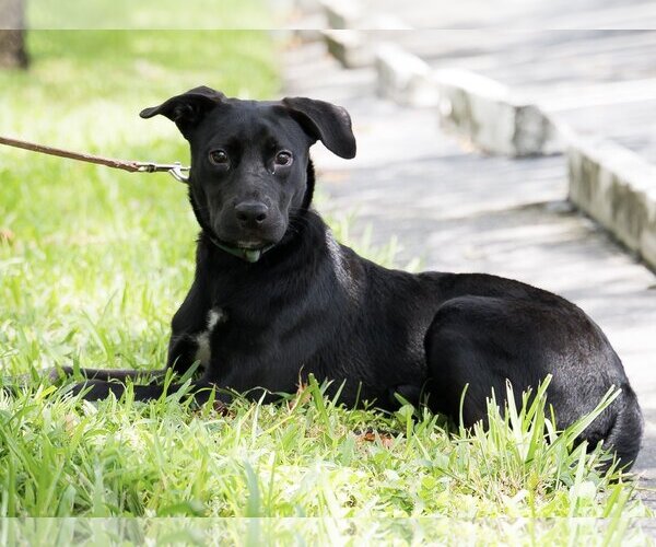 Medium Photo #1 American Bulldog-Unknown Mix Puppy For Sale in Royal Palm Beach, FL, USA