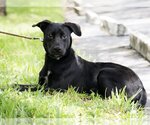 Small American Bulldog Mix