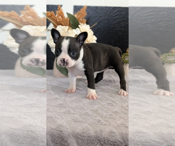 Medium Photo #44 Boston Terrier Puppy For Sale in GOSHEN, IN, USA