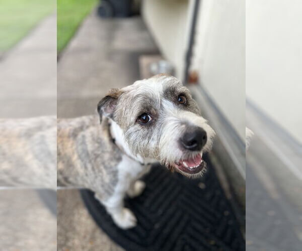 Medium Photo #6 Cairn Terrier-Petit Basset Griffon Vendeen Mix Puppy For Sale in Missouri City, TX, USA