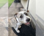 Small #5 Cairn Terrier-Petit Basset Griffon Vendeen Mix