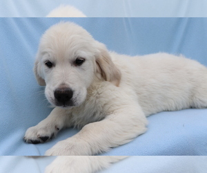 English Cream Golden Retriever Puppy for sale in SHILOH, OH, USA