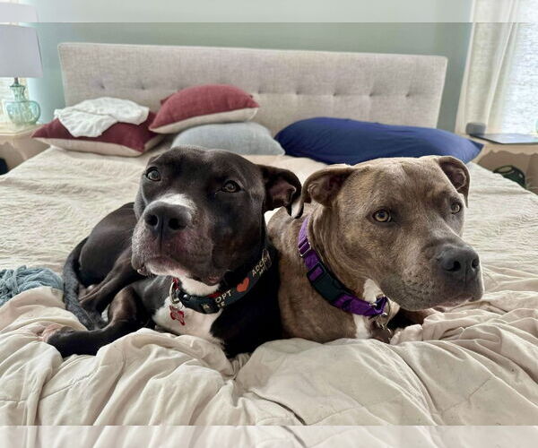 Medium Photo #5 American Pit Bull Terrier Puppy For Sale in Alexandria, VA, USA