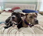 Small #4 American Pit Bull Terrier