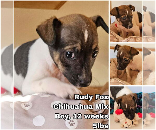 Medium Photo #1 Chihuahua-Unknown Mix Puppy For Sale in Seattle, WA, USA