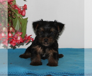 Yorkshire Terrier Puppy for sale in QUARRYVILLE, PA, USA