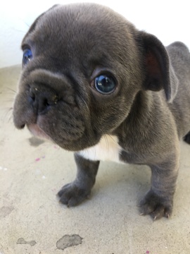 Medium Photo #1 French Bulldog Puppy For Sale in ENCINO, CA, USA