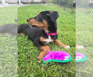 Blair - Female Doberman Pinscher-Unknown Mix Dog for Adoption - Photo #33