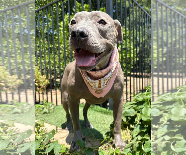 Medium Photo #8 American Pit Bull Terrier-Unknown Mix Puppy For Sale in Redlands, CA, USA