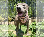 Small Photo #8 American Pit Bull Terrier-Unknown Mix Puppy For Sale in Redlands, CA, USA