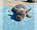 Small Photo #23 French Bulldog Puppy For Sale in LAS VEGAS, NV, USA