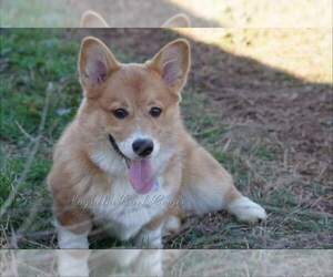 Father of the Pembroke Welsh Corgi puppies born on 10/10/2023