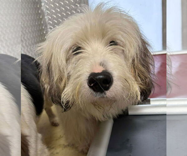 Medium Photo #1 Beagle-Unknown Mix Puppy For Sale in Rustburg, VA, USA