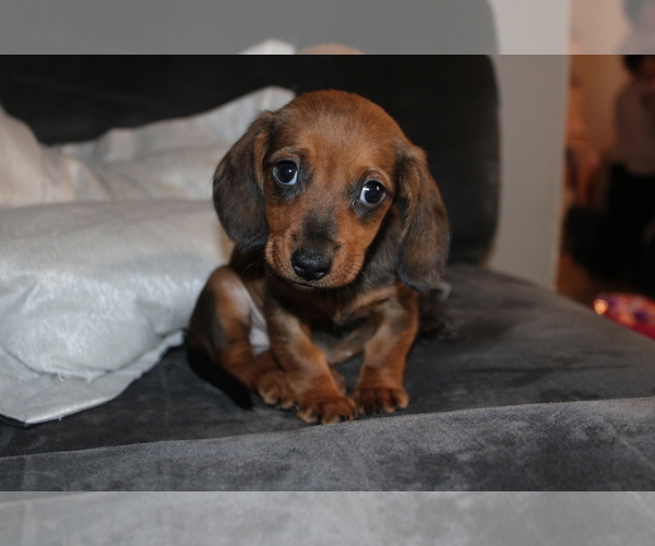 Medium Photo #1 Dachshund Puppy For Sale in CHULA VISTA, CA, USA