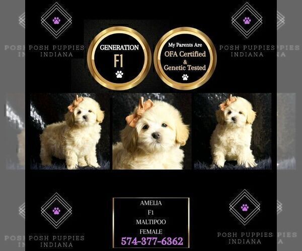 Medium Photo #6 Maltipoo Puppy For Sale in WARSAW, IN, USA