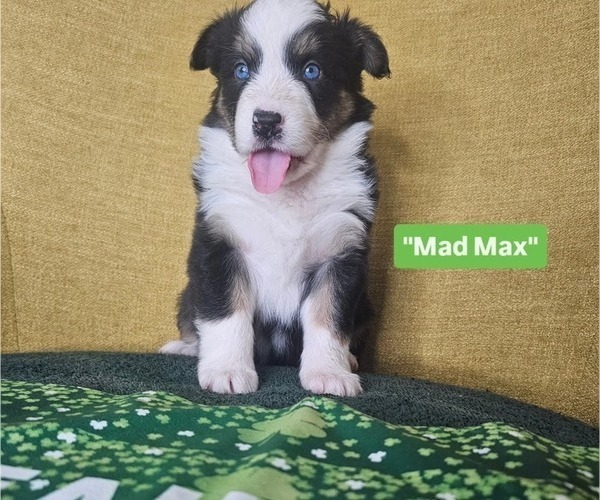 Medium Photo #1 Australian Shepherd Puppy For Sale in PHOENIX, AZ, USA