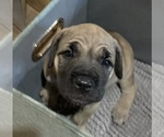 Small Photo #4 Cane Corso Puppy For Sale in CLEARWATER, FL, USA