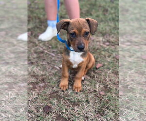Widget - Female Mutt Dog for Adoption - Photo #2