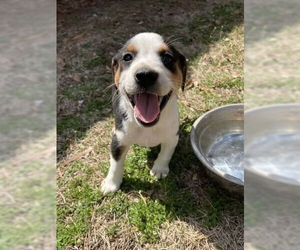 Medium Photo #3 American Staffordshire Terrier-Labrador Retriever Mix Puppy For Sale in Brewster, NY, USA