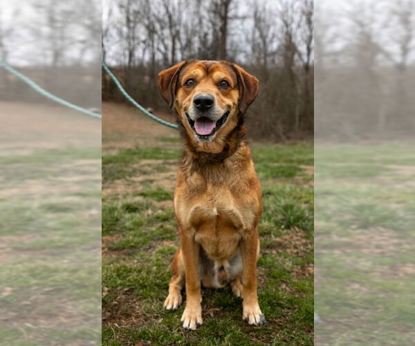 Medium Photo #1 Mountain Cur-Unknown Mix Puppy For Sale in Sparta, TN, USA
