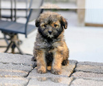 Small #2 Pom-A-Poo