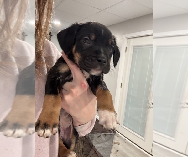 Medium Photo #11 American Pit Bull Terrier-Black Mouth Cur Mix Puppy For Sale in QUAKER HILL, CT, USA