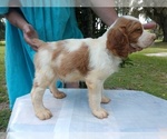 Small Photo #14 Brittany Puppy For Sale in FORT MC COY, FL, USA