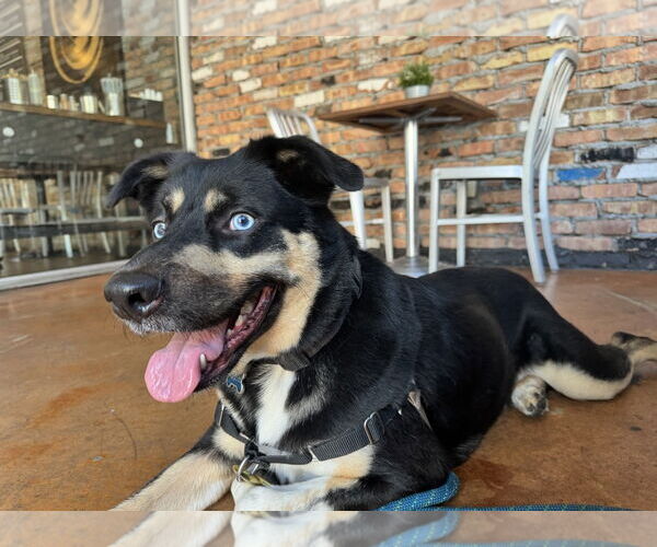 Medium Photo #2 Gerberian Shepsky Puppy For Sale in Miami, FL, USA