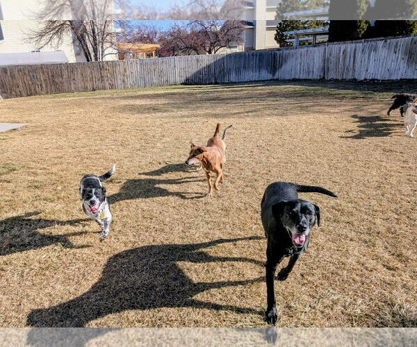 Medium Photo #10 Mutt Puppy For Sale in Sandy, UT, USA