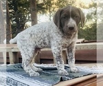 Small Photo #4 German Shorthaired Pointer Puppy For Sale in WOODLAND PARK, CO, USA