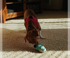 Brooks - Male Jack-A-Bee Dog for Adoption - Photo #12