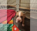 Small Photo #6 American Bully Puppy For Sale in WARSAW, IN, USA