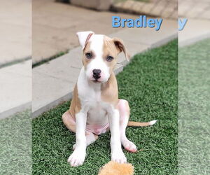 American Pit Bull Terrier-Unknown Mix Dogs for adoption in Des Moines, IA, USA