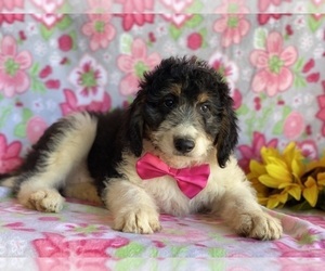 Bernedoodle Puppy for sale in LANCASTER, PA, USA