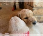Small Photo #9 Golden Retriever Puppy For Sale in MCKINNEY, TX, USA
