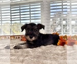 Small #5 Schnauzer (Miniature)
