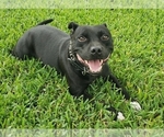 Small Photo #3 Staffordshire Bull Terrier Puppy For Sale in HOUSTON, TX, USA