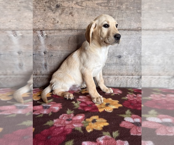 Medium Photo #11 Labrador Retriever Puppy For Sale in VERMONTVILLE, MI, USA