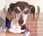 Small #2 Jack Russell Terrier Mix