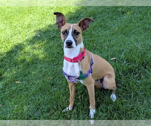 Boxer-Unknown Mix Dogs for adoption in San Clemente, CA, USA