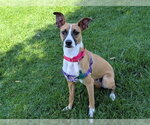 Small Boxer Mix