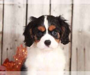 Cavalier King Charles Spaniel Puppy for sale in MOUNT VERNON, OH, USA