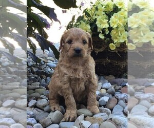 Goldendoodle (Miniature) Puppy for sale in FREDERICKSBG, OH, USA