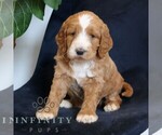 Small #3 Goldendoodle